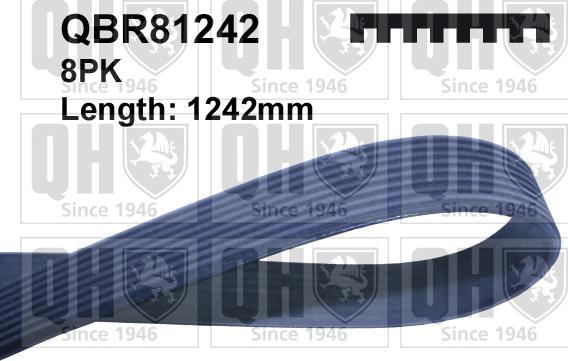 Quinton Hazell QBR81242 - Cinghia Poly-V autozon.pro